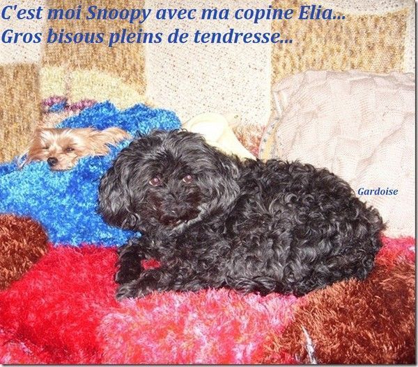 Snoopy et Elia